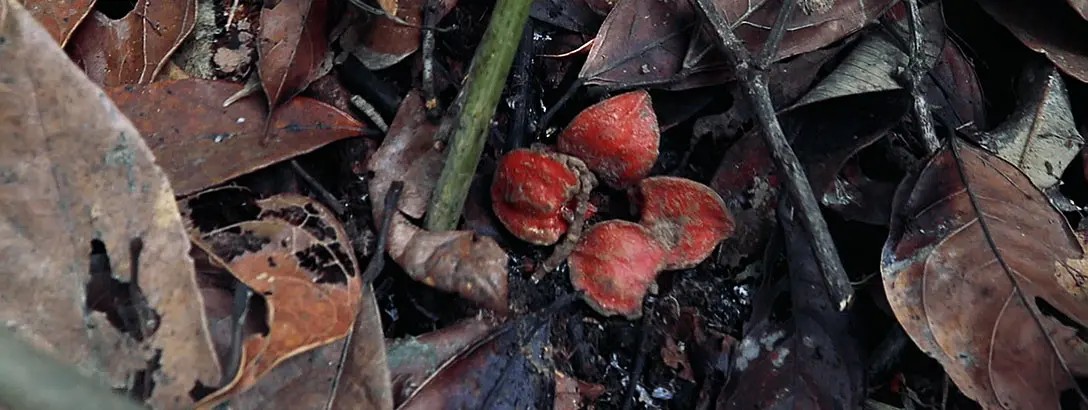 Bright red katemfe on a bed of dried brown leaves and twigs in a forest setting. The scene conveys a sense of natural decay and new life amidst the forest floor.