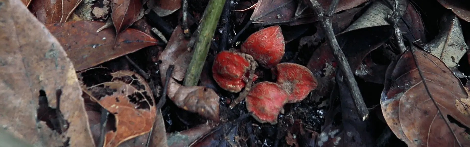 Bright red katemfe on a bed of dried brown leaves and twigs in a forest setting. The scene conveys a sense of natural decay and new life amidst the forest floor.