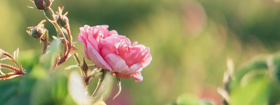 A single pink rose blooms among lush green leaves in a field, with soft sunlight illuminating the scene. The background features a blurred mix of pink blossoms and greenery, creating a serene and vibrant atmosphere.