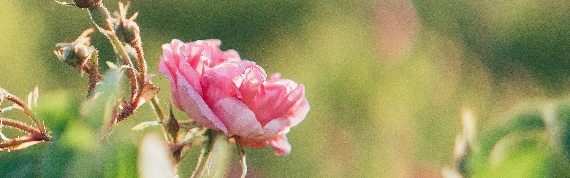 A single pink rose blooms among lush green leaves in a field, with soft sunlight illuminating the scene. The background features a blurred mix of pink blossoms and greenery, creating a serene and vibrant atmosphere.