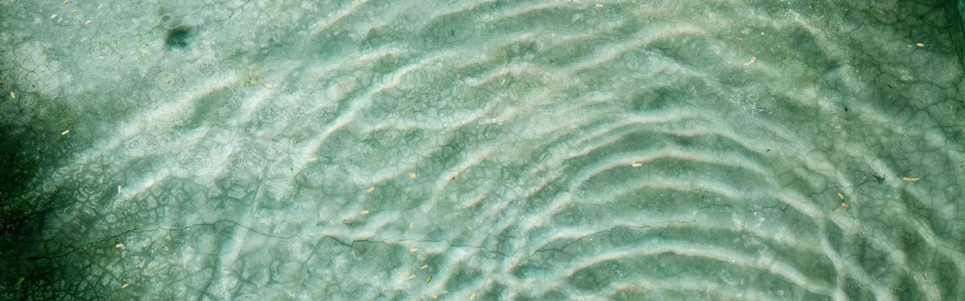 Clear turquoise water creates gentle ripples, reflecting a textured surface below. Small leaves float delicately on the water's surface, enhancing a tranquil atmosphere.