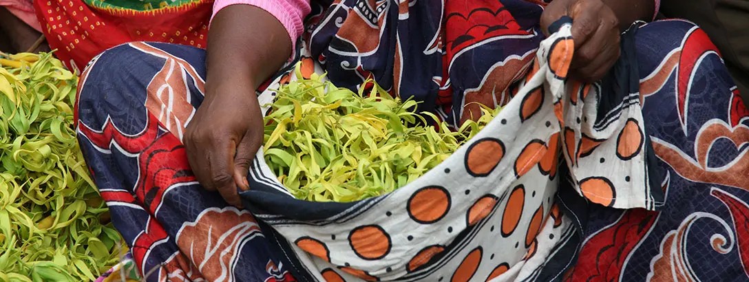 A woman holds a patterned cloth bag filled with ylang ylang flowers, seated among more leaves spread out. They wear a pink top and a colourful wrap skirt, showcasing a vibrant and lively atmosphere.
