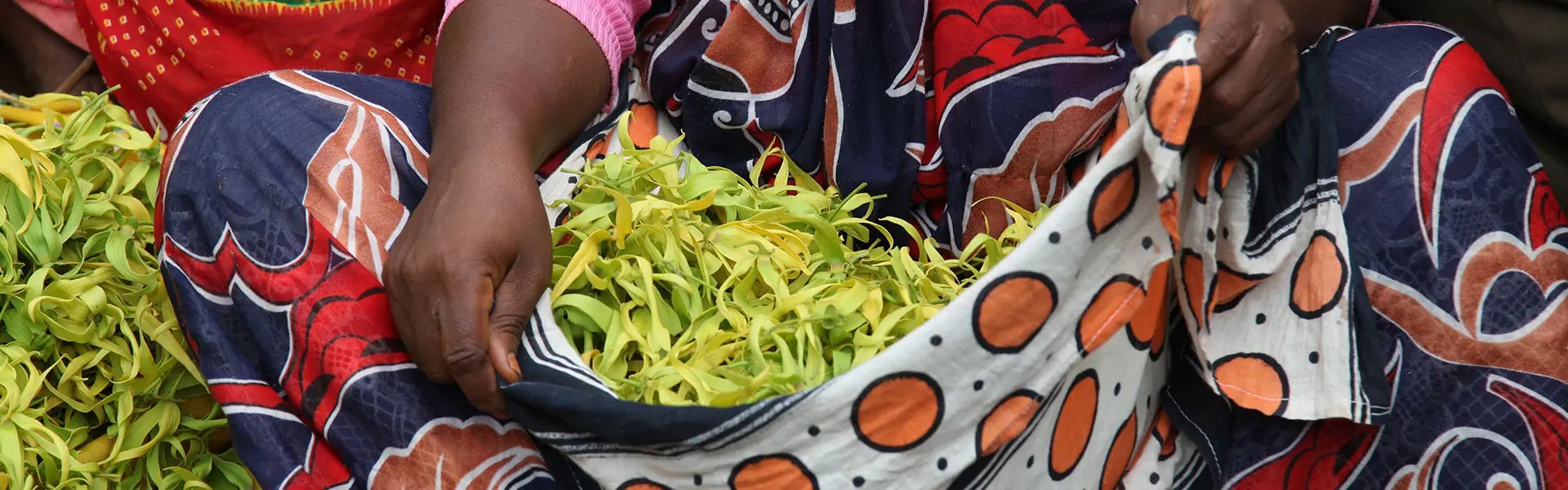 A woman holds a patterned cloth bag filled with ylang ylang flowers, seated among more leaves spread out. They wear a pink top and a colourful wrap skirt, showcasing a vibrant and lively atmosphere.