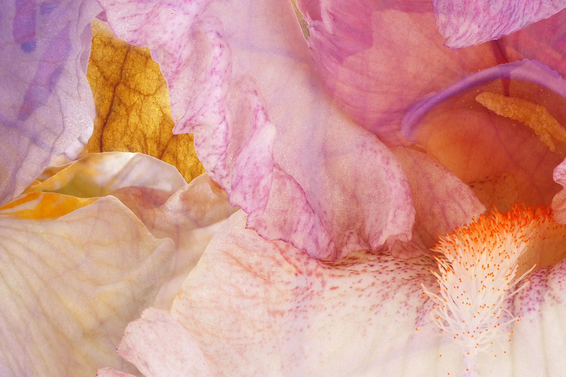 Close-up of delicate flower petals in soft shades of pink, orange, and lavender, with intricate textures and vibrant, feathery stamens, creating a serene and ethereal atmosphere.