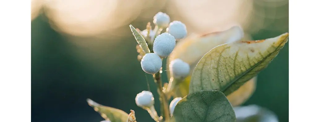 Delicate white neroli flower buds glisten with droplets of water, surrounded by green leaves in soft focus against a warm, blurred background. The scene evokes a peaceful, nature-focused mood.
