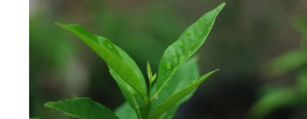 Lush green petitgrain leaves glisten with droplets of water, showcasing vibrant freshness against a softly blurred, natural background. The image conveys a sense of growth and vitality.