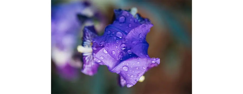 A close-up of a vibrant purple iris with delicate petals, adorned with glistening droplets of water. The background features muted tones, enhancing the flower’s richness and freshness.