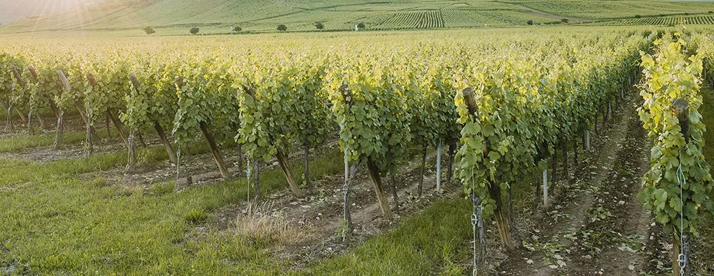 A lush vineyard stretches across the landscape, with rows of green grapevines supported by wooden and metal stakes.