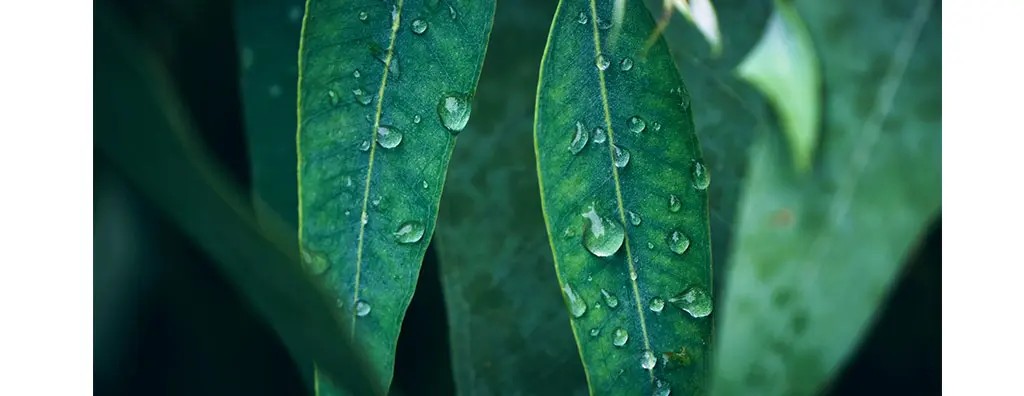 Close-up of two vibrant green eucalyptus leaves, dotted with water droplets, set against a blurred dark green background, conveying a fresh, natural atmosphere.