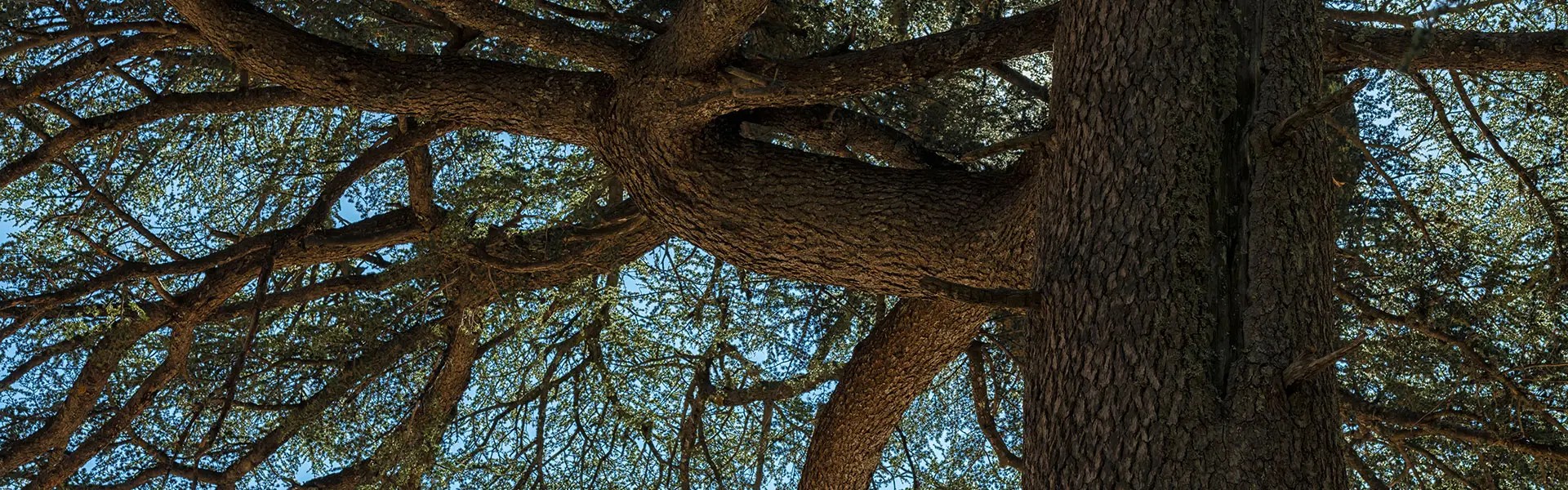 A close-up view of a large cedar, showing its gnarled branches and textured bark against a clear blue sky. The scene conveys a sense of natural beauty and strength.
