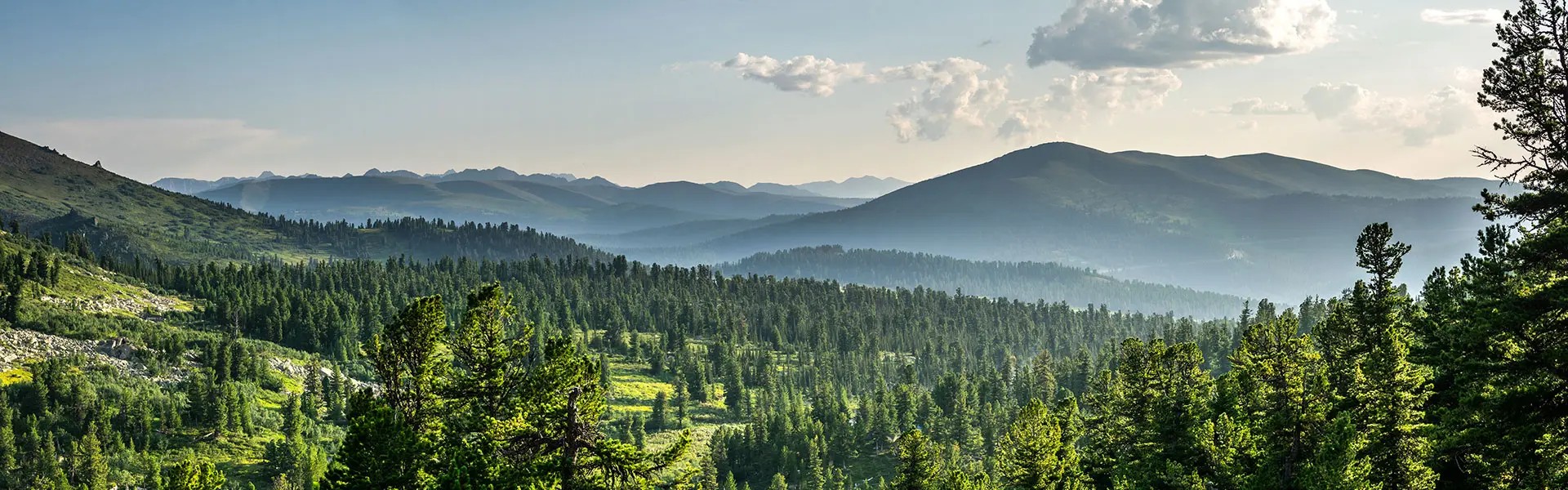 A vast landscape of rolling green hills stretches into the distance, dotted with tall evergreen trees. Soft clouds float in a light blue sky, creating a serene and peaceful atmosphere.