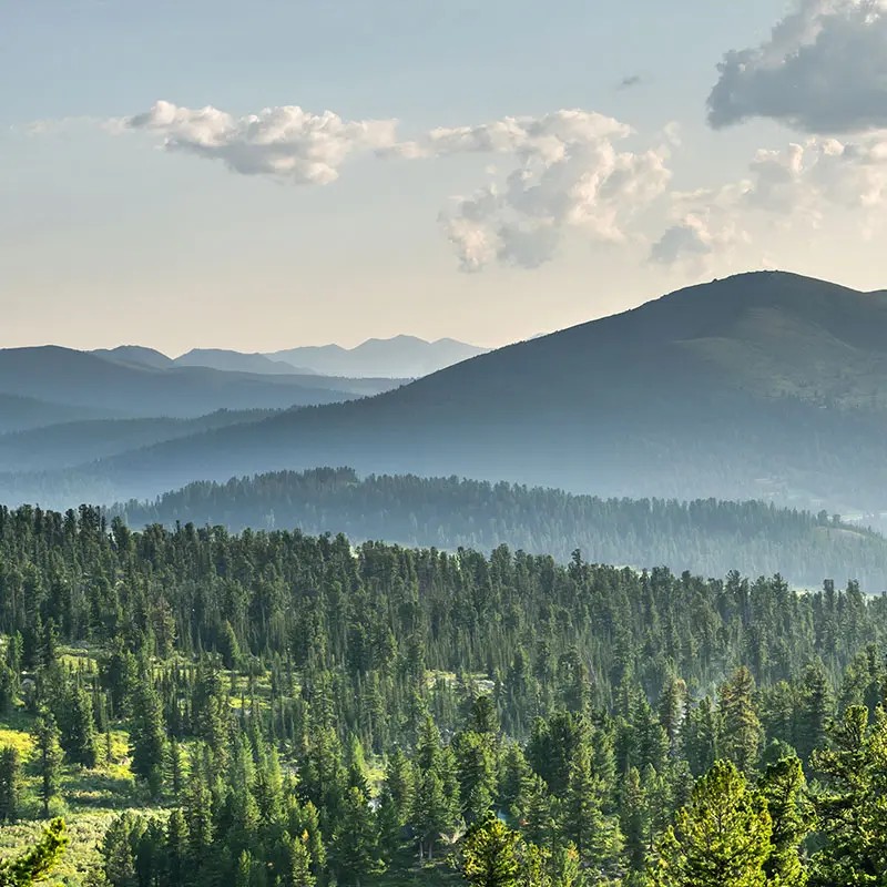 A vast landscape of rolling green hills stretches into the distance, dotted with tall evergreen trees. Soft clouds float in a light blue sky, creating a serene and peaceful atmosphere.