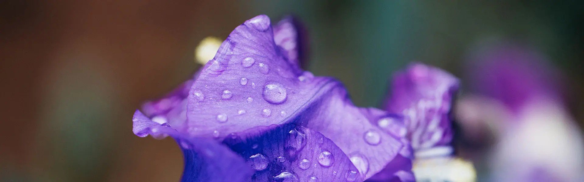 A close-up of a vibrant purple iris with delicate petals, adorned with glistening droplets of water. The background features muted tones, enhancing the flower’s richness and freshness.