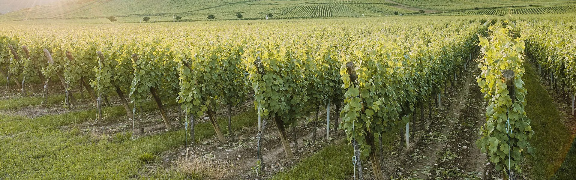 A lush vineyard stretches across the landscape, with rows of green grapevines supported by wooden and metal stakes.