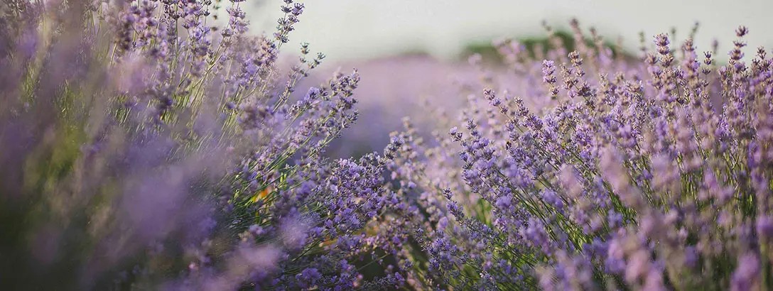 A vibrant lavender field stretches into the distance, with clusters of purple flowers contrasting against a soft, blurred background. The scene evokes a calm, soothing atmosphere.