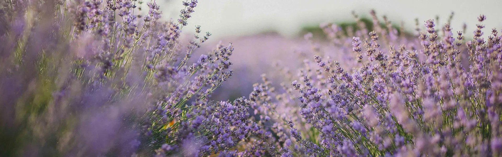 A vibrant lavender field stretches into the distance, with clusters of purple flowers contrasting against a soft, blurred background. The scene evokes a calm, soothing atmosphere.