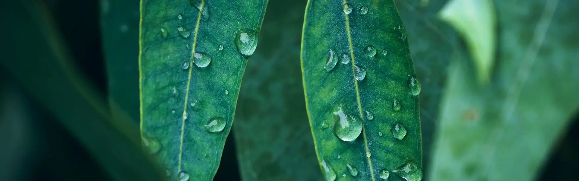 Green eucalyptus leaves glisten with water droplets, showcasing rich textures and deep hues. The background is blurred, emphasising the freshness and vitality of the foliage.