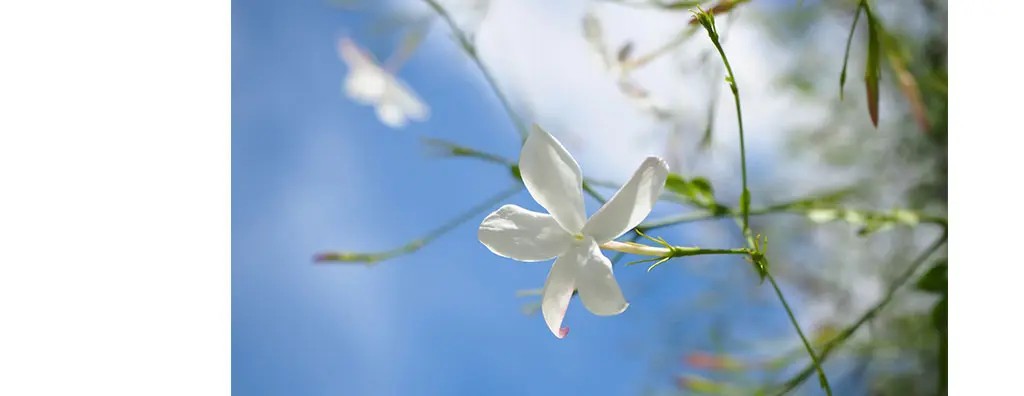 A close-up of a delicate white jasmine flower, with soft pink tips, stands out against a bright blue sky, surrounded by green stems and leaves. 