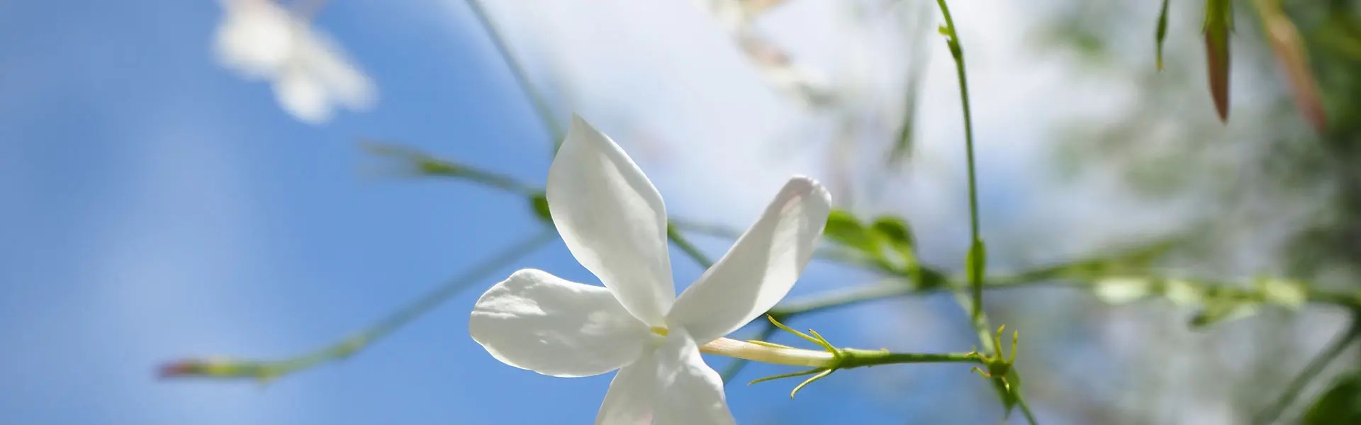 A close-up of a delicate white jasmine flower, with soft pink tips, stands out against a bright blue sky, surrounded by green stems and leaves. 